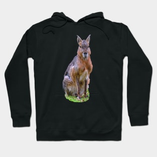 Alert Mara Hoodie